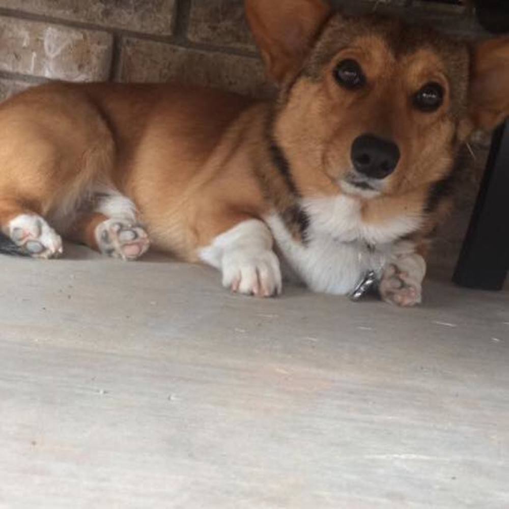 Meet your Posher, Anivid